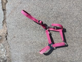 Cabezada para caballo rosa