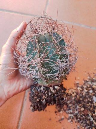 Astrophytum Capricorne grande