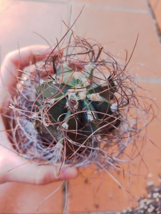 Astrophytum Capricorne grande