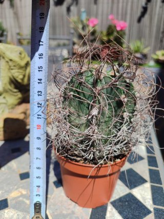 Astrophytum Capricorne grande