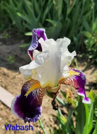 Iris Wabash - 1 rizoma vivo