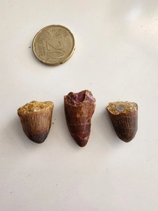 Denti fossili di dinosauro Sarcosuchus Imperator