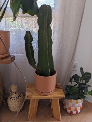 Conjunto de Cactus con Taburetes decorativos