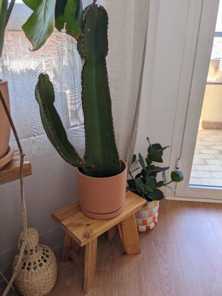Conjunto de Cactus con Taburetes decorativos
