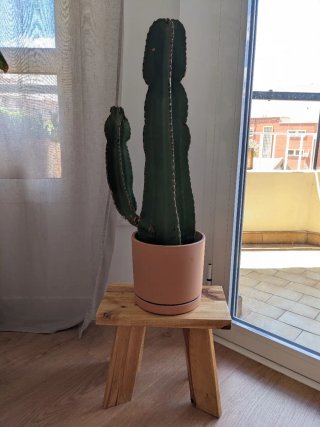 Conjunto de Cactus con Taburetes decorativos