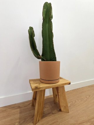 Conjunto de Cactus con Taburetes decorativos