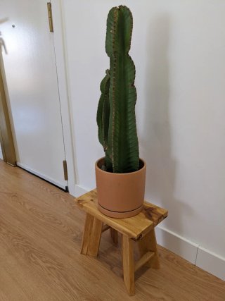 Conjunto de Cactus con Taburetes decorativos