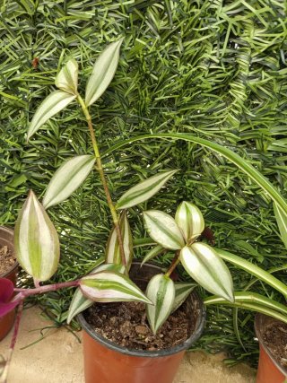 Pack 3 Plantas Decorativas
