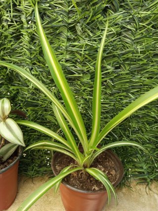Pack 3 Plantas Decorativas