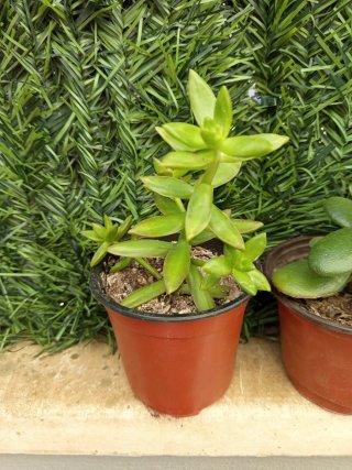 Pack 3 plantas suculentas