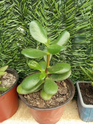 Pack 3 plantas suculentas