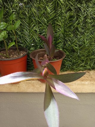 Pack 3 Plantas
