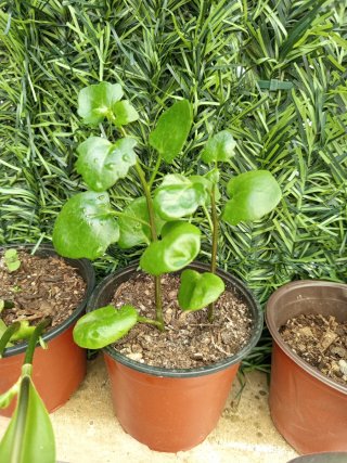 Pack 3 Plantas