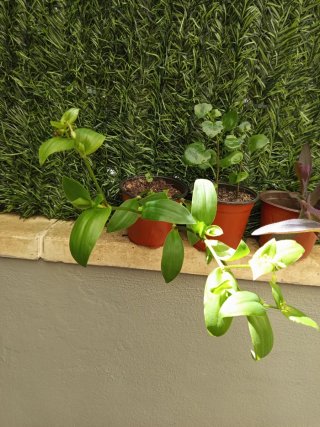 Pack 3 Plantas