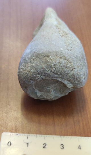 Lotto di 5 fossili di lumaca