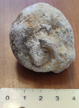 Lotto di 5 fossili di lumaca