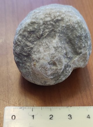 Lotto di 5 fossili di lumaca