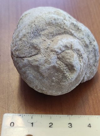 Lotto di 5 fossili di lumaca