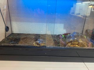 Terrario di vetro per animali domestici