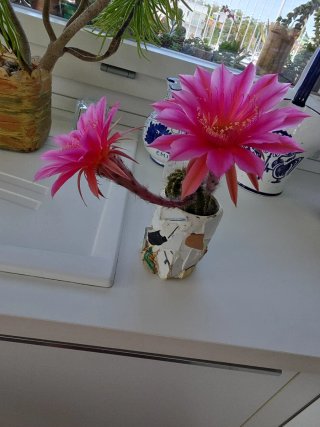 Pianta grassa Echinopsis ibrido fucsia
