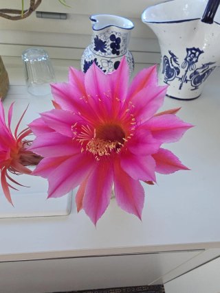 Pianta grassa Echinopsis ibrido fucsia