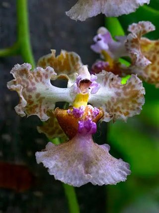 Orquídea Oncidium carthagenense