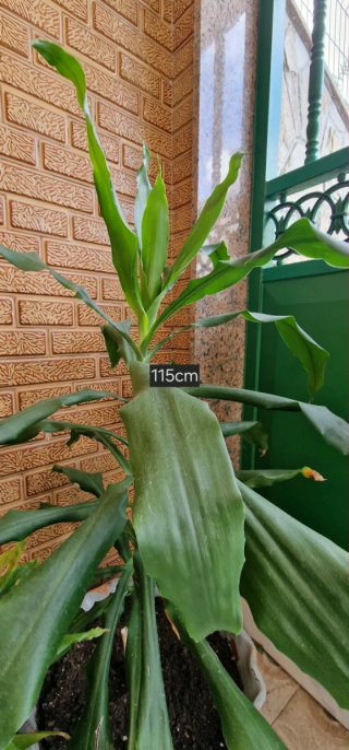 Maceta con Drácena (Tronco de Brasil) 90cm