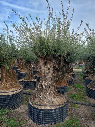 Olivos centenarios (aprox. 150 años)