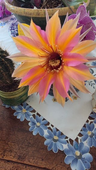 Echinopsis ibrido raro, pianta grassa