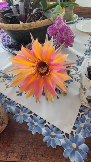 Echinopsis ibrido raro, pianta grassa