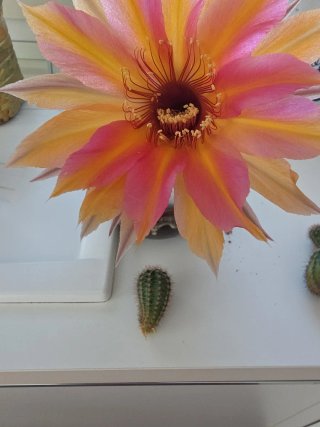 Echinopsis ibrido raro, pianta grassa
