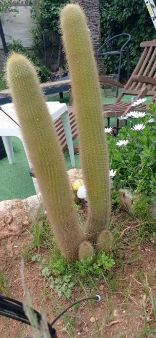 CACTUS GRANDES