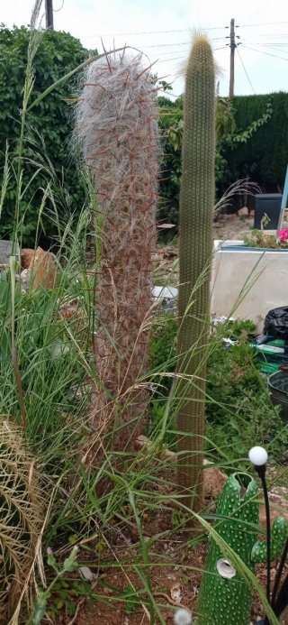 CACTUS GRANDES