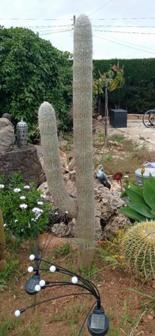 CACTUS GRANDES