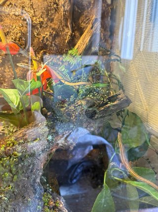 Terrario para reptiles