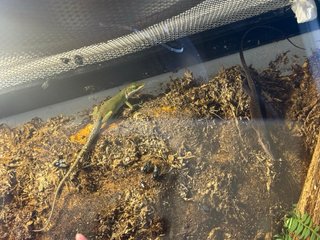 Terrario para reptiles