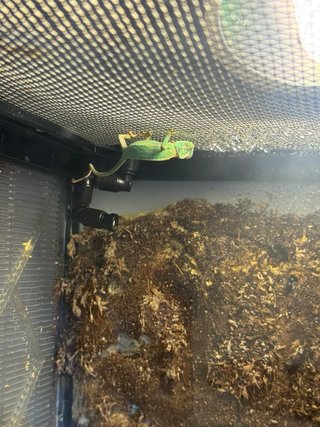Terrario para reptiles