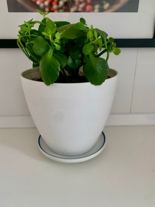 Planta Kalanchoe
