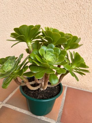 Aeonium arboreum crasas
