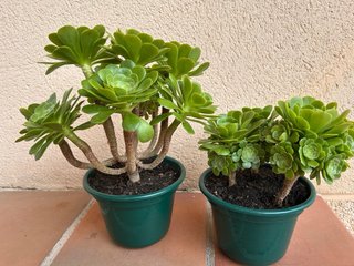 Aeonium arboreum crasas