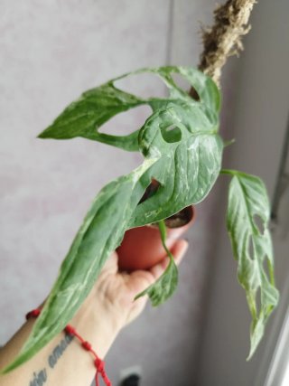 Monstera Adansonii Marble Indonesia