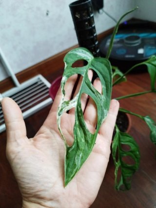 Monstera Adansonii Indonesian Marble