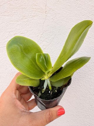 Orquídea Phalaenopsis Joy Spring Canary