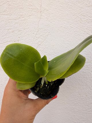 Orquídea Phalaenopsis Joy Spring Canary