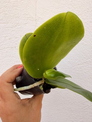 Orquídea Phalaenopsis Joy Spring Canary