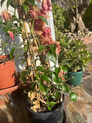 Buganvilla morada