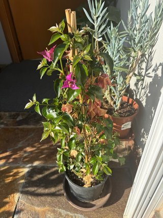Buganvilla morada