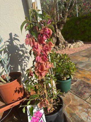 Buganvilla morada