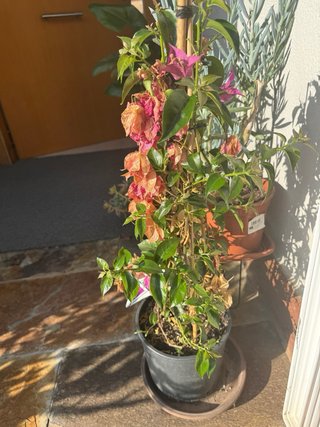 Buganvilla morada