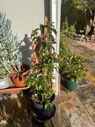 Buganvilla morada